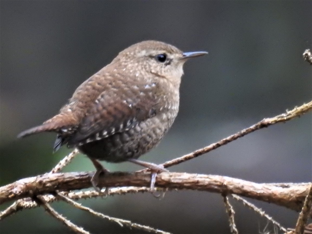 Winter Wren - ML610570128