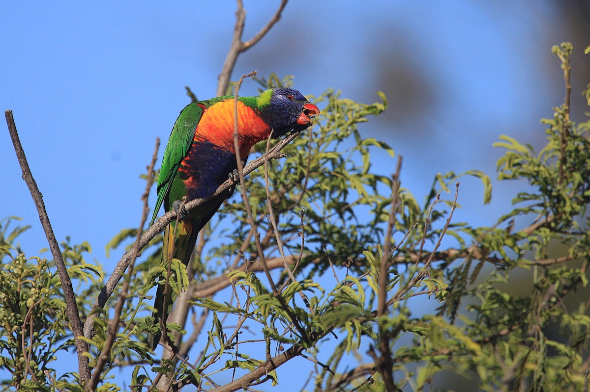 Rainbow Lorikeet - ML610570161