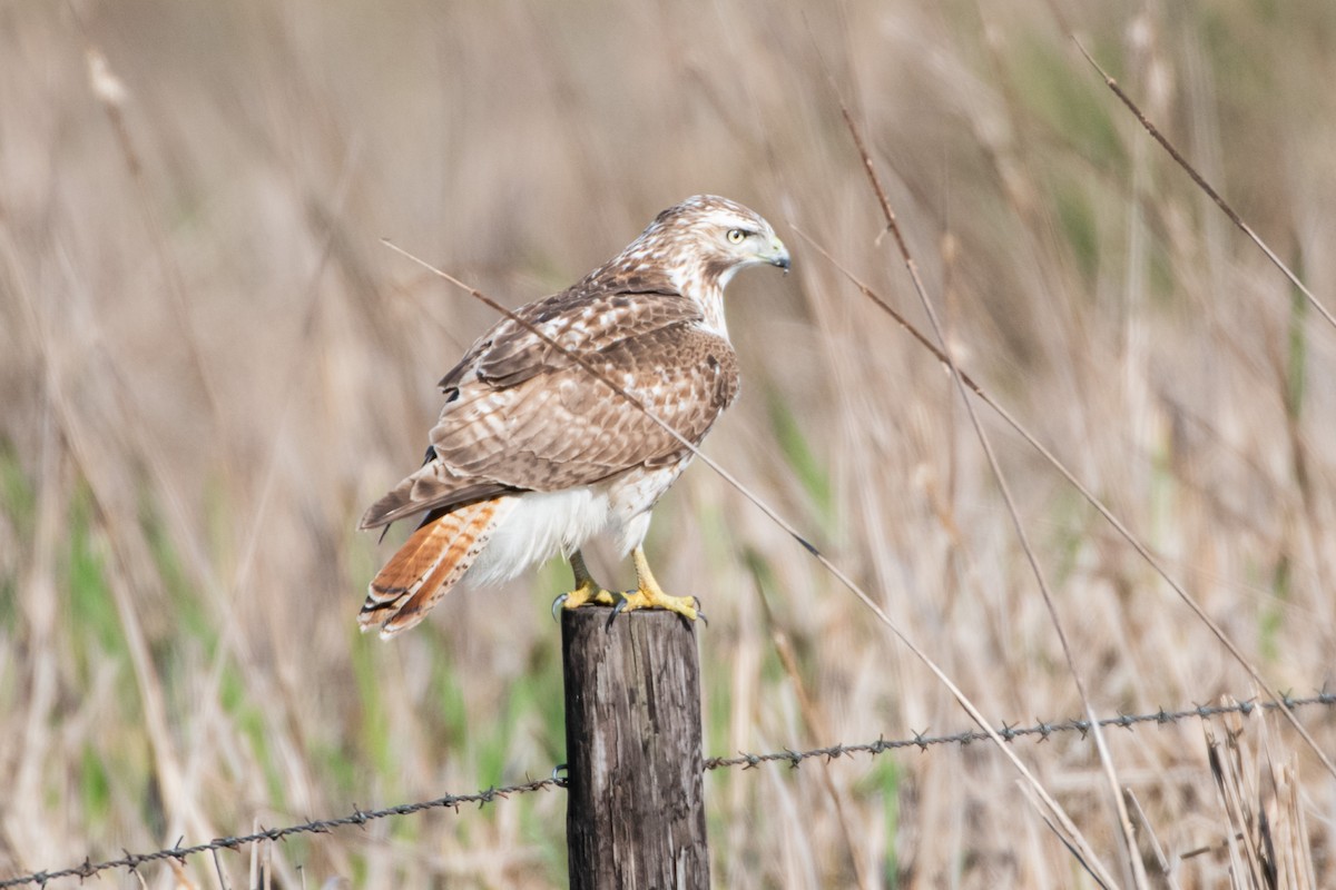 Red-tailed Hawk - ML610570169