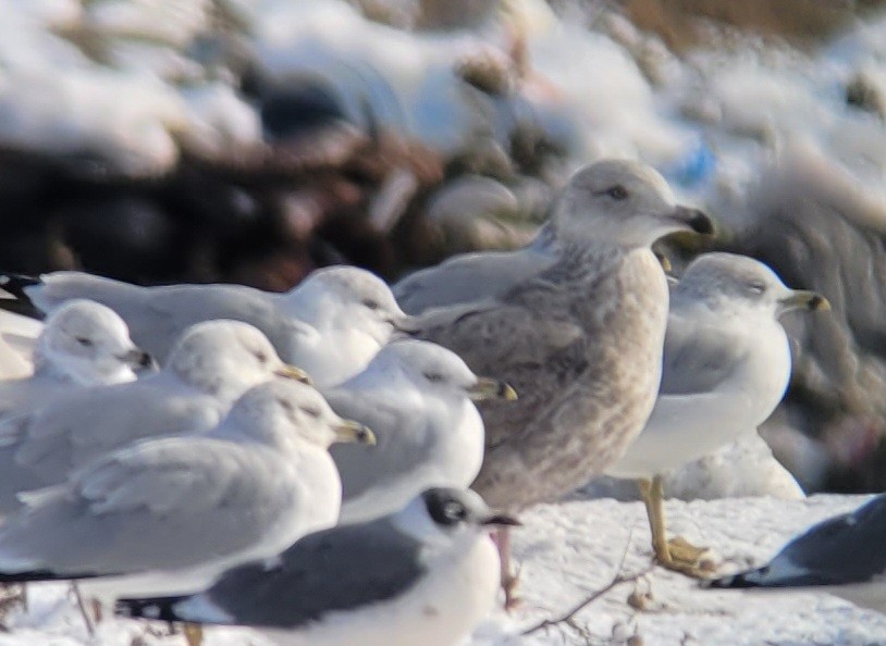 Iceland Gull (Thayer's) - Keith Corliss