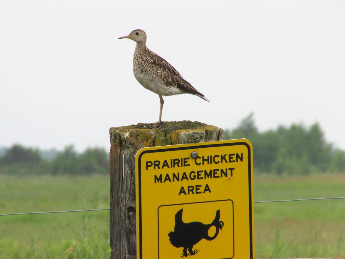Upland Sandpiper - ML610570243