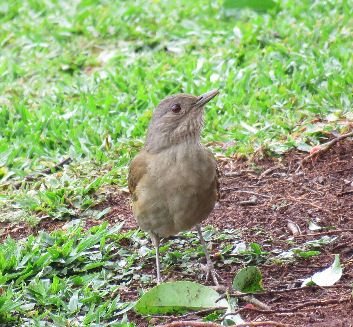 Pale-breasted Thrush - ML610570295