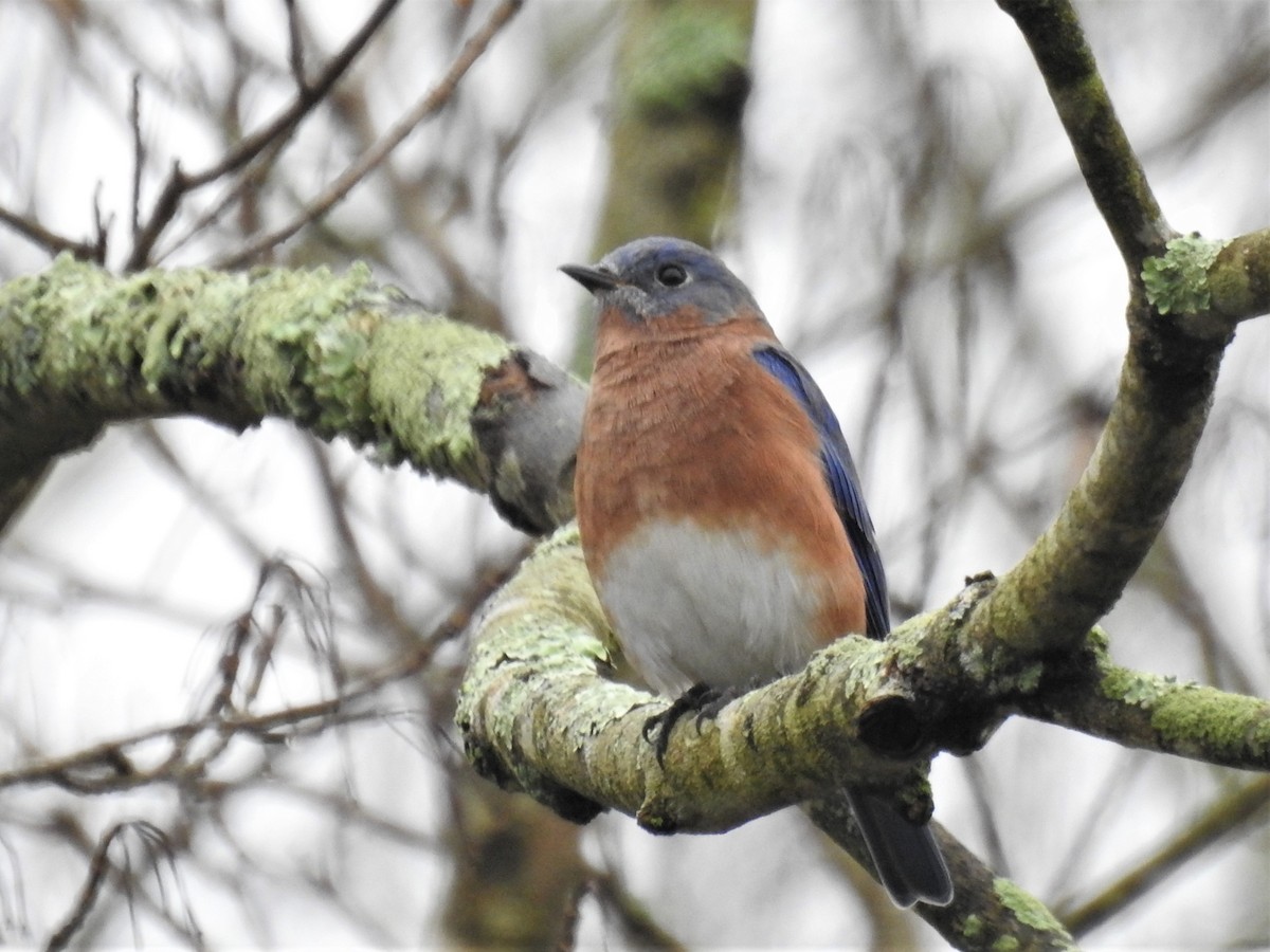 Eastern Bluebird - ML610570365