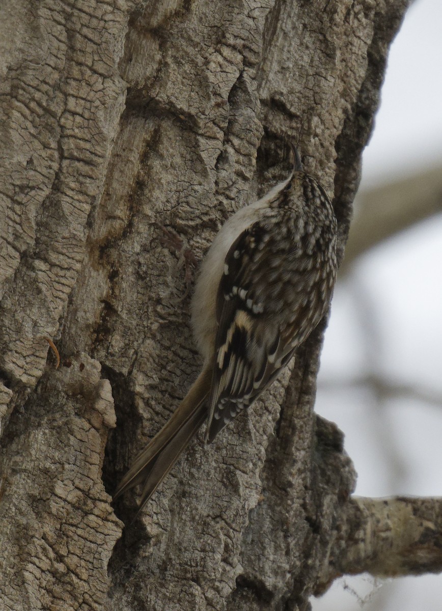 Brown Creeper - ML610570452