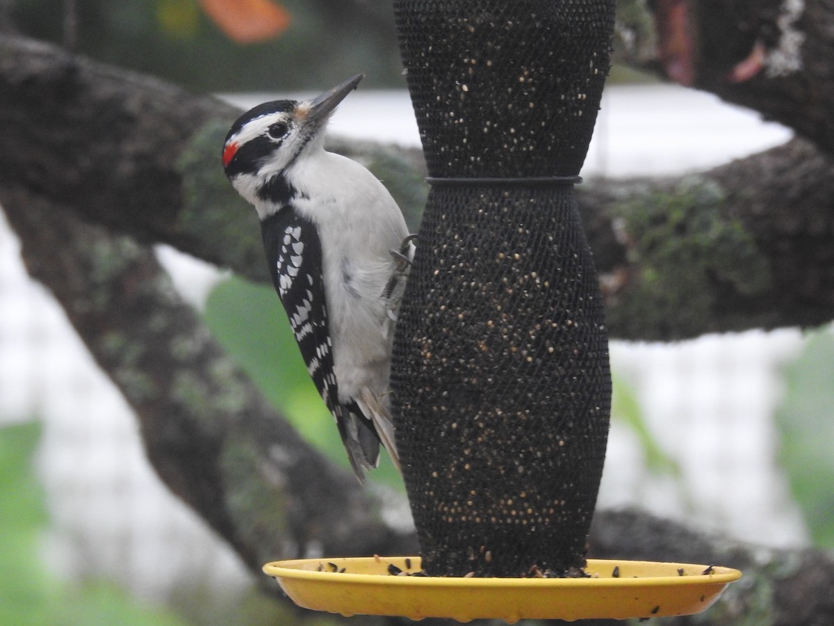 Hairy Woodpecker - ML610570517