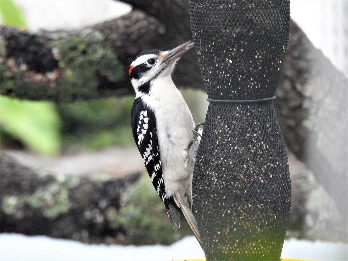 Hairy Woodpecker - ML610570555