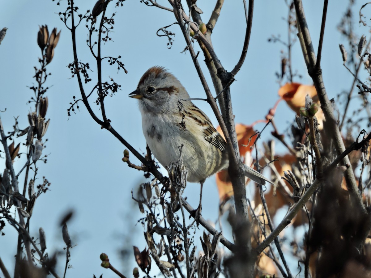 American Tree Sparrow - ML610570642