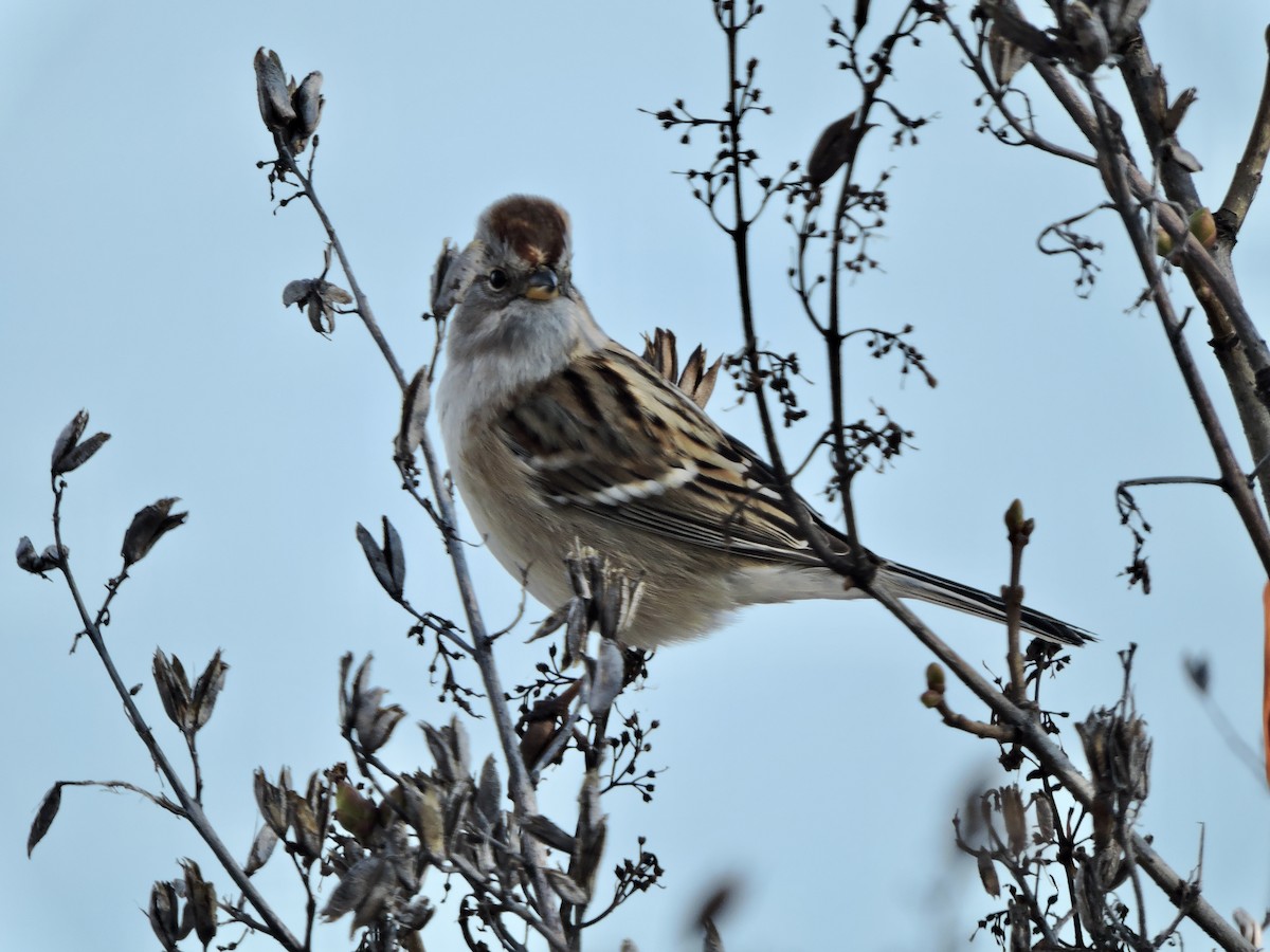 American Tree Sparrow - Daniel Casey