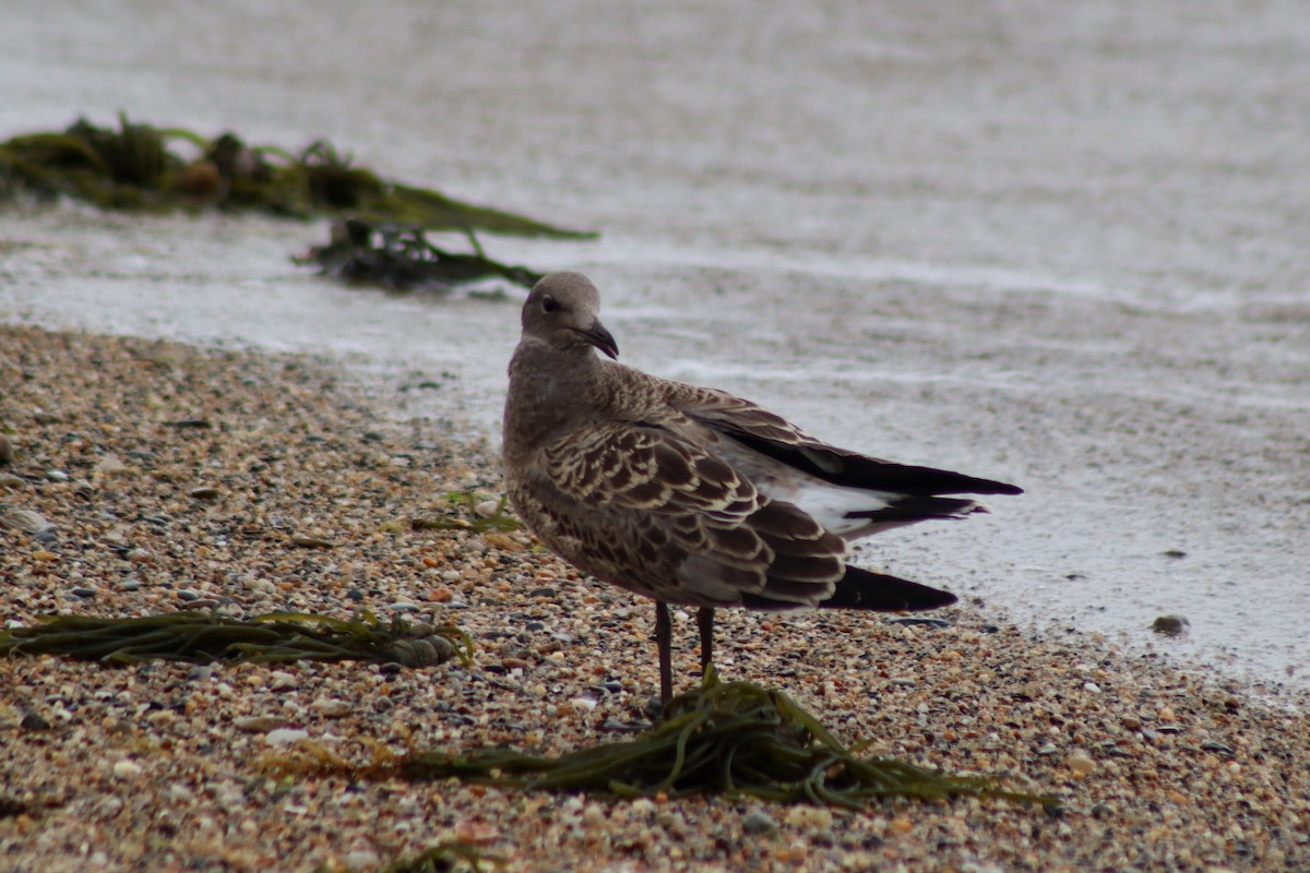 Gaviota Guanaguanare - ML610570689