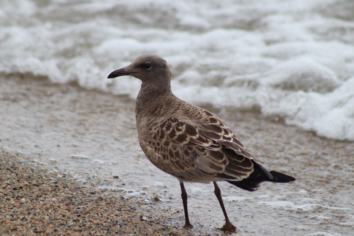 Mouette atricille - ML610570691