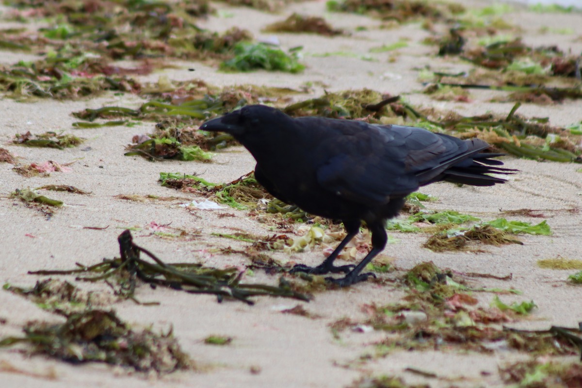 American Crow - ML610570733