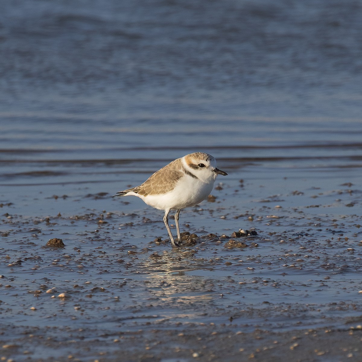 Snowy Plover - Dan Vickers