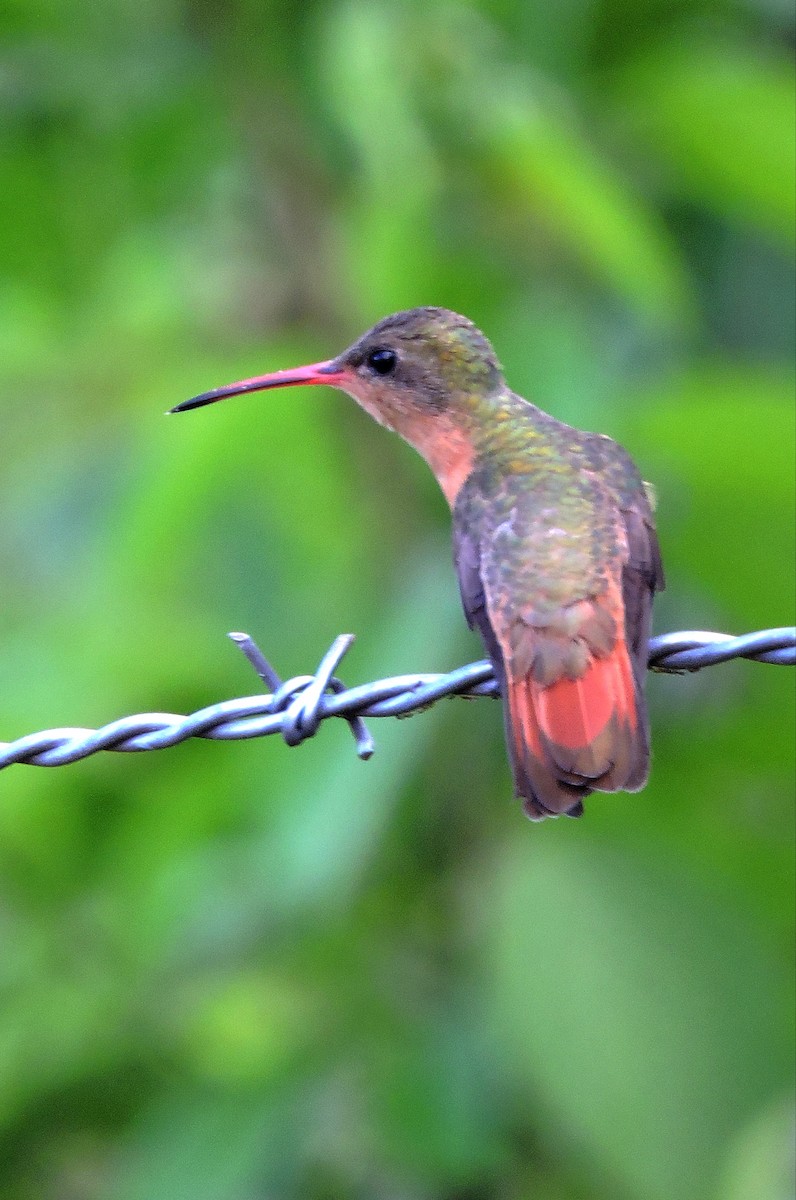 Cinnamon Hummingbird - ML610570818