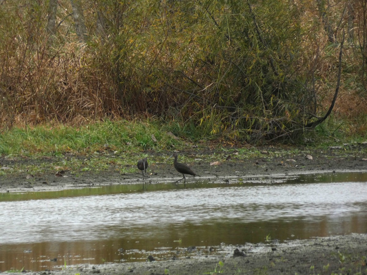 Glossy/White-faced Ibis - ML610570887