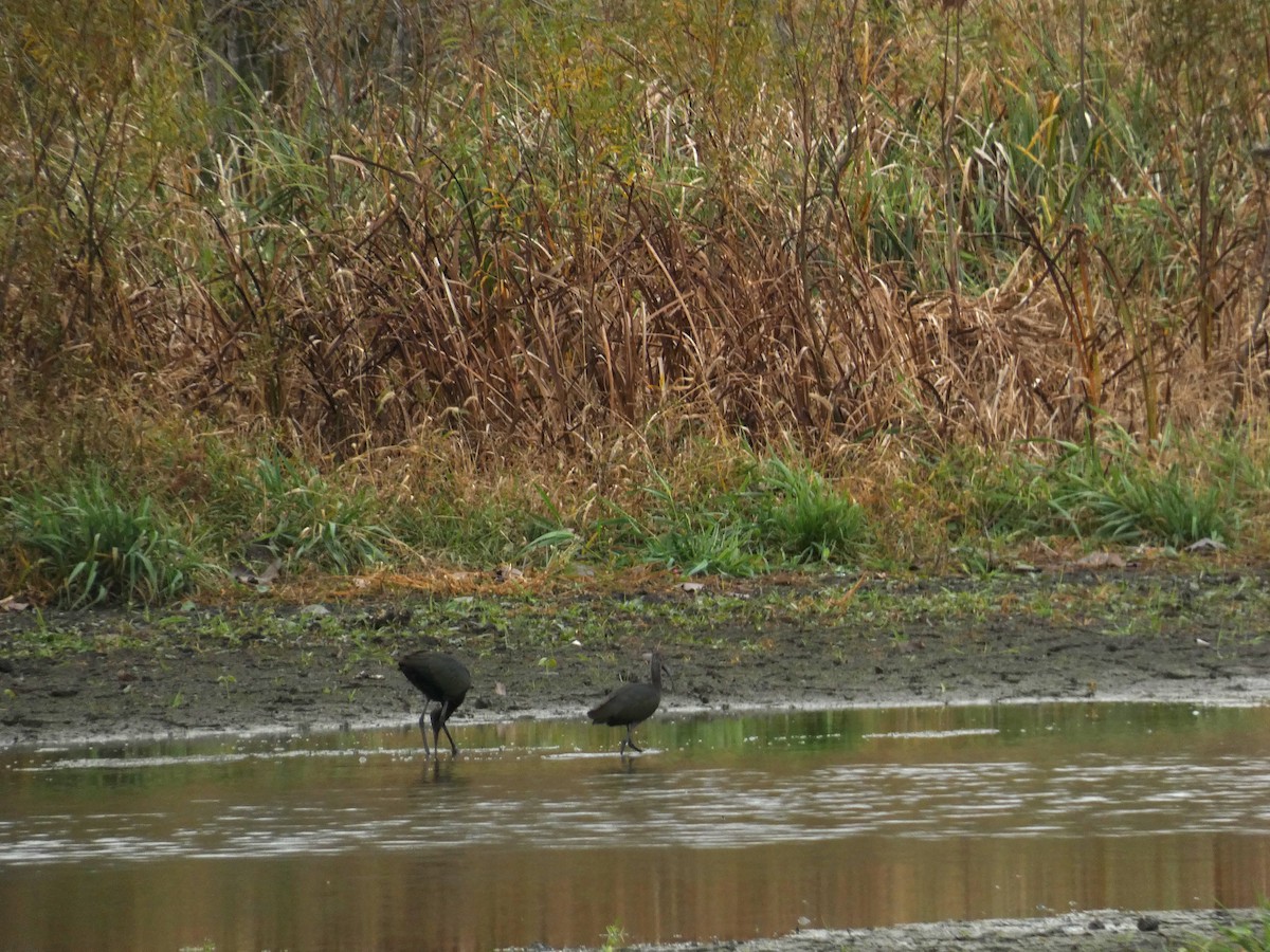 Glossy/White-faced Ibis - ML610570888