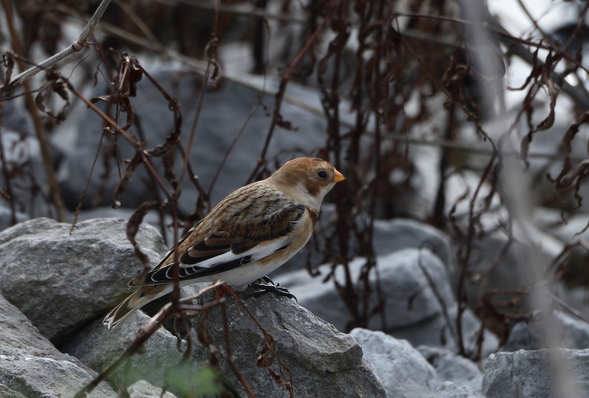 Snow Bunting - Andrea Heine