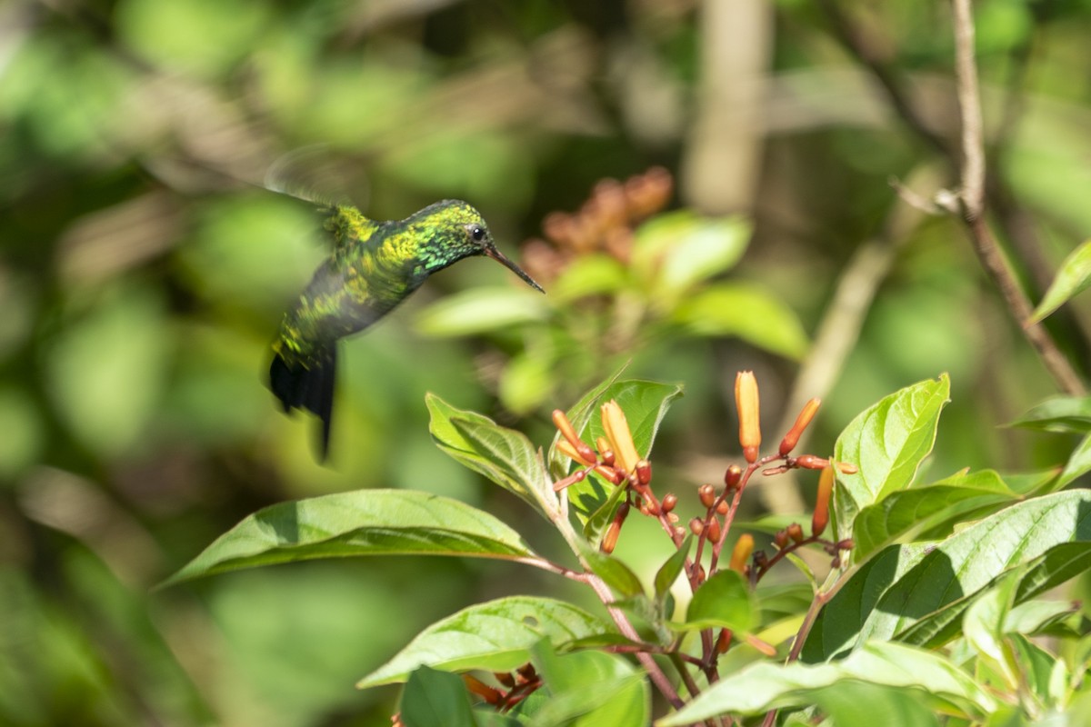 Canivet's Emerald - ML610570963