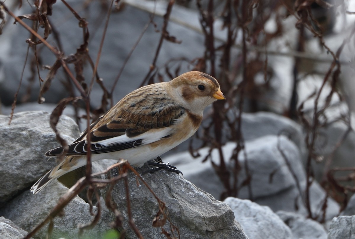 Snow Bunting - ML610570983