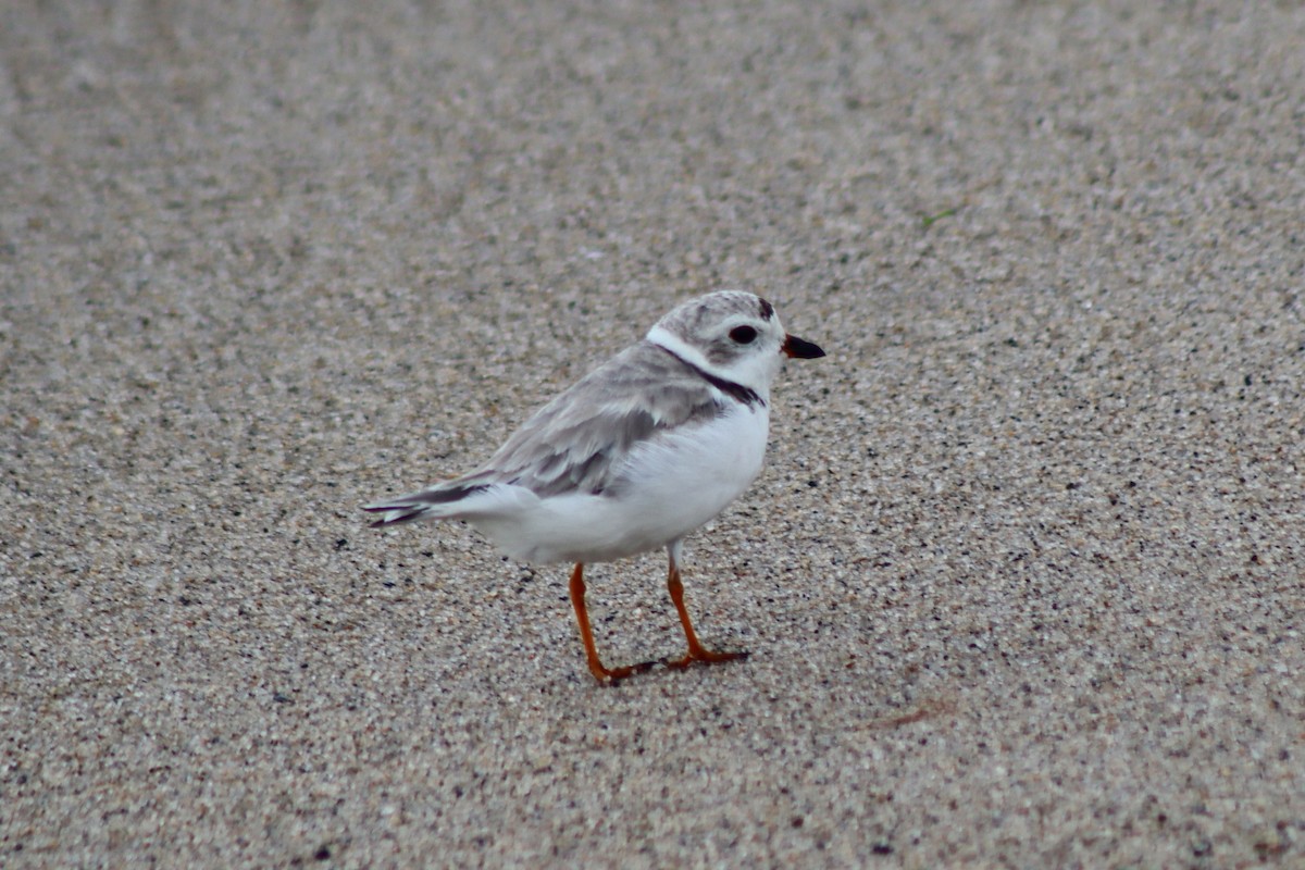 Piping Plover - James Teitgen