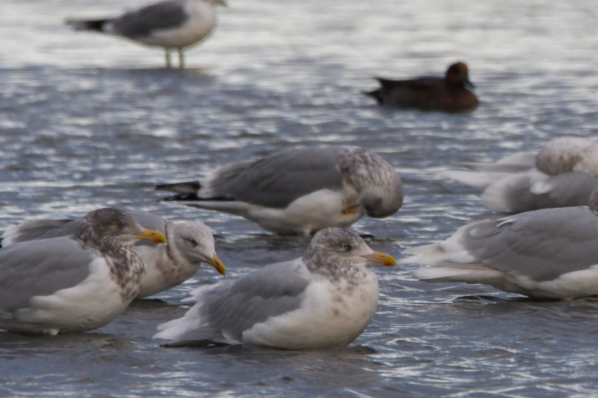 Gaviota Argéntea - ML610571039