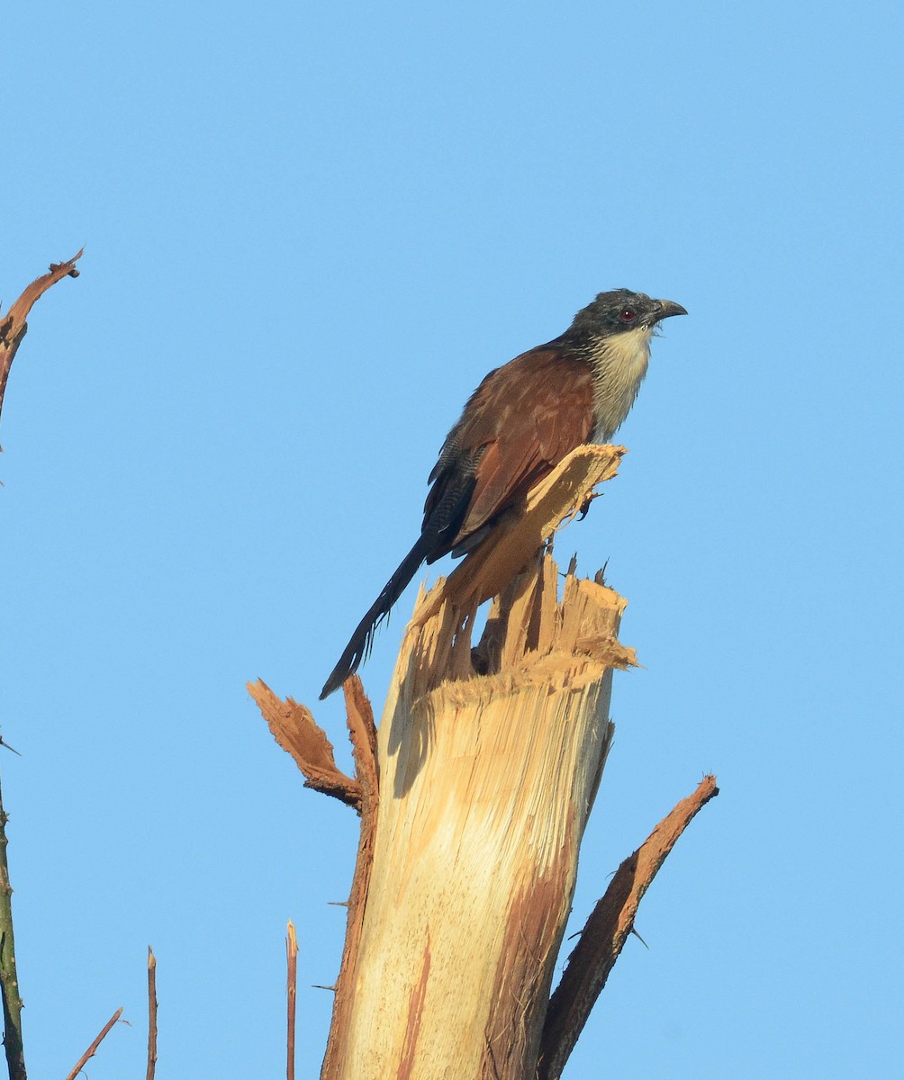 White-browed Coucal - ML610571267