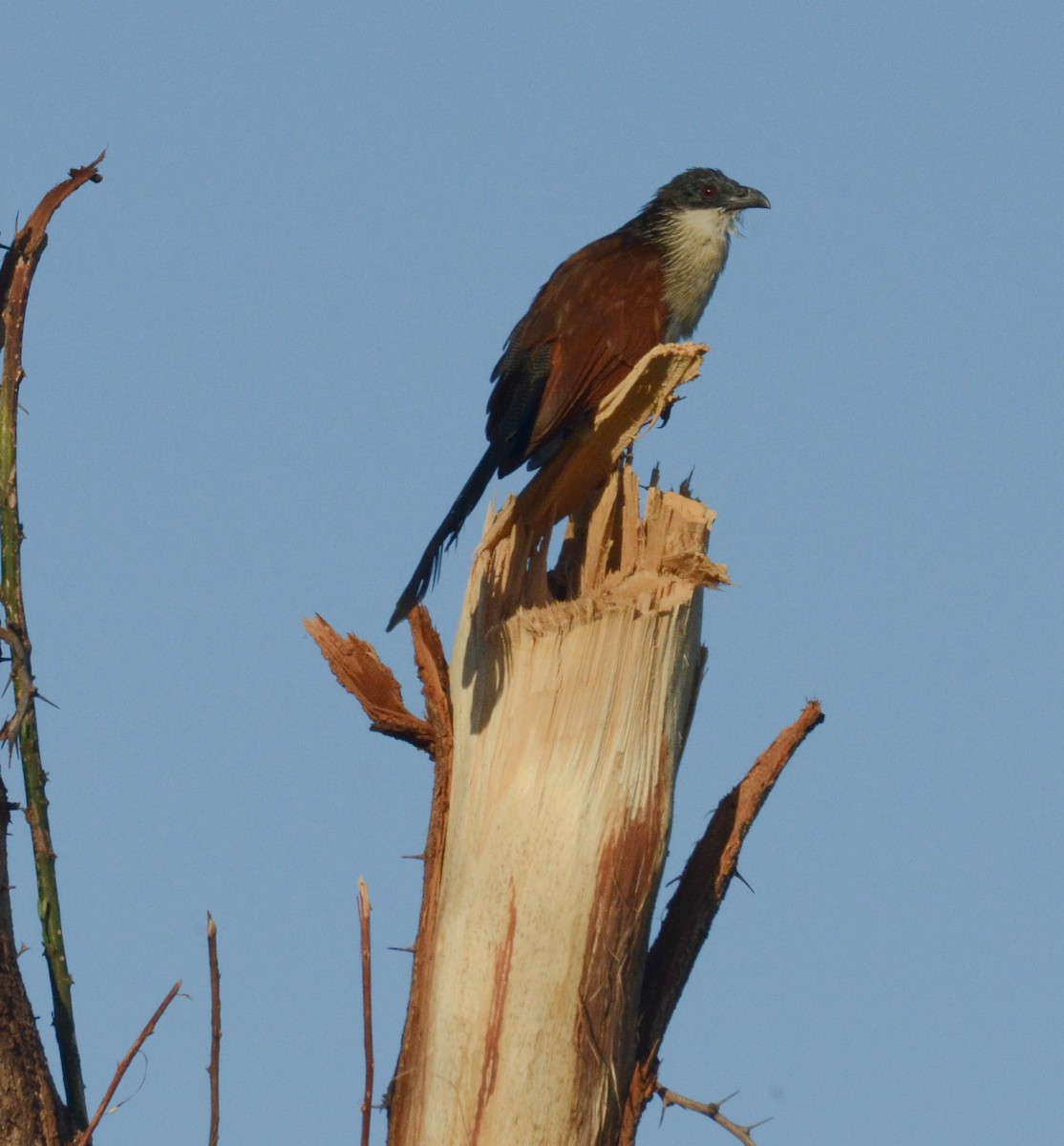White-browed Coucal - ML610571268