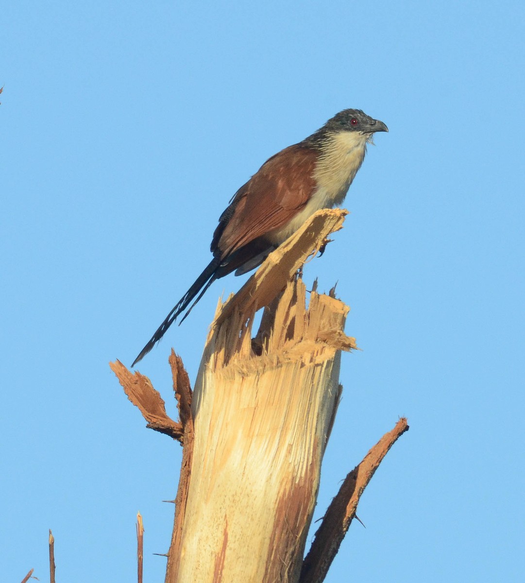 White-browed Coucal - ML610571269