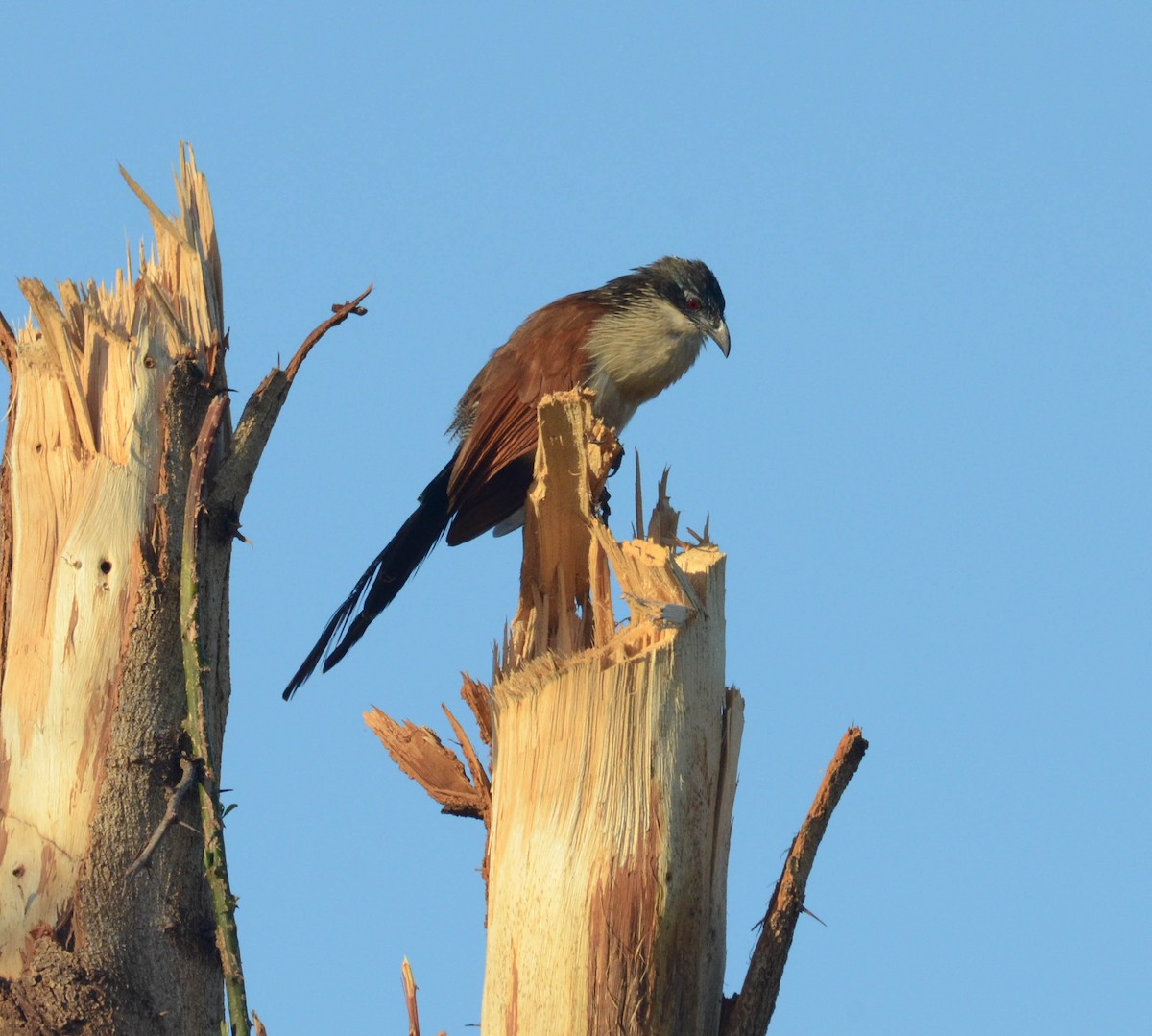 Coucal à sourcils blancs - ML610571270