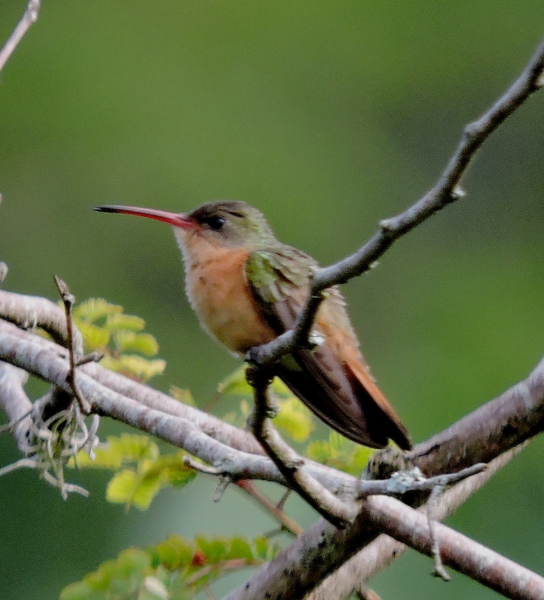 Cinnamon Hummingbird - ML610571281