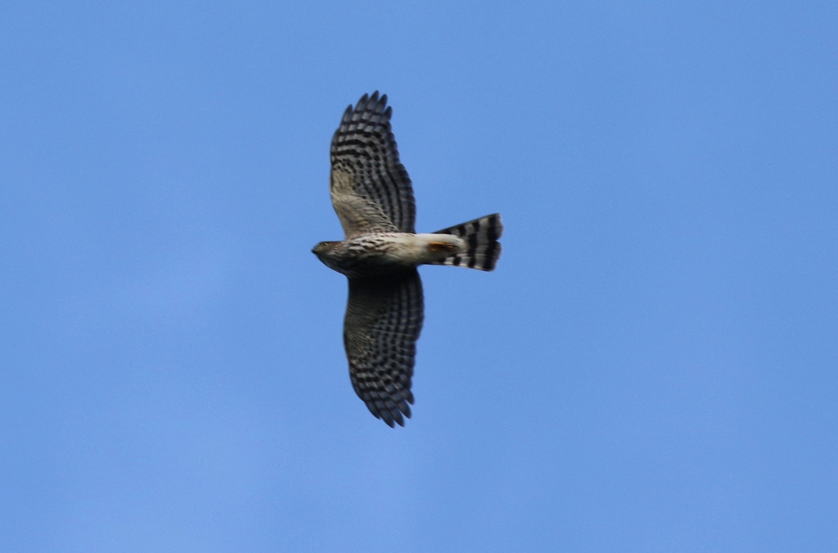 Sharp-shinned Hawk (Northern) - ML610571287