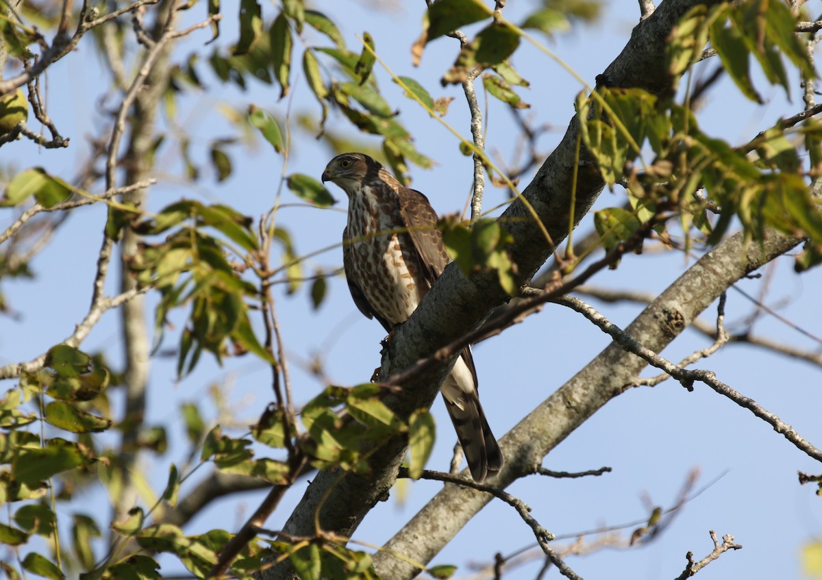 Sharp-shinned Hawk (Northern) - ML610571301