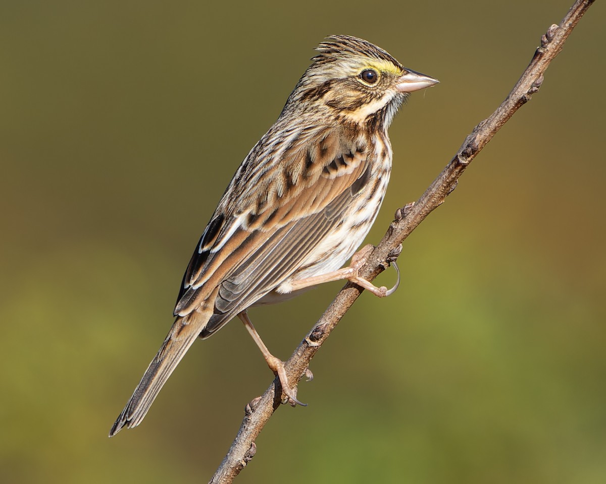 Savannah Sparrow - ML610571355