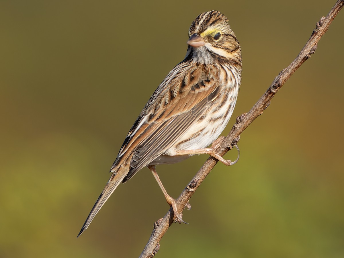 Savannah Sparrow - ML610571357