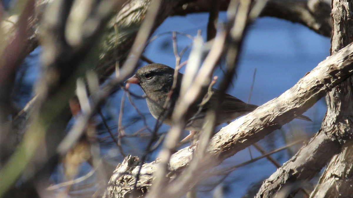 Dark-eyed Junco - ML610571409