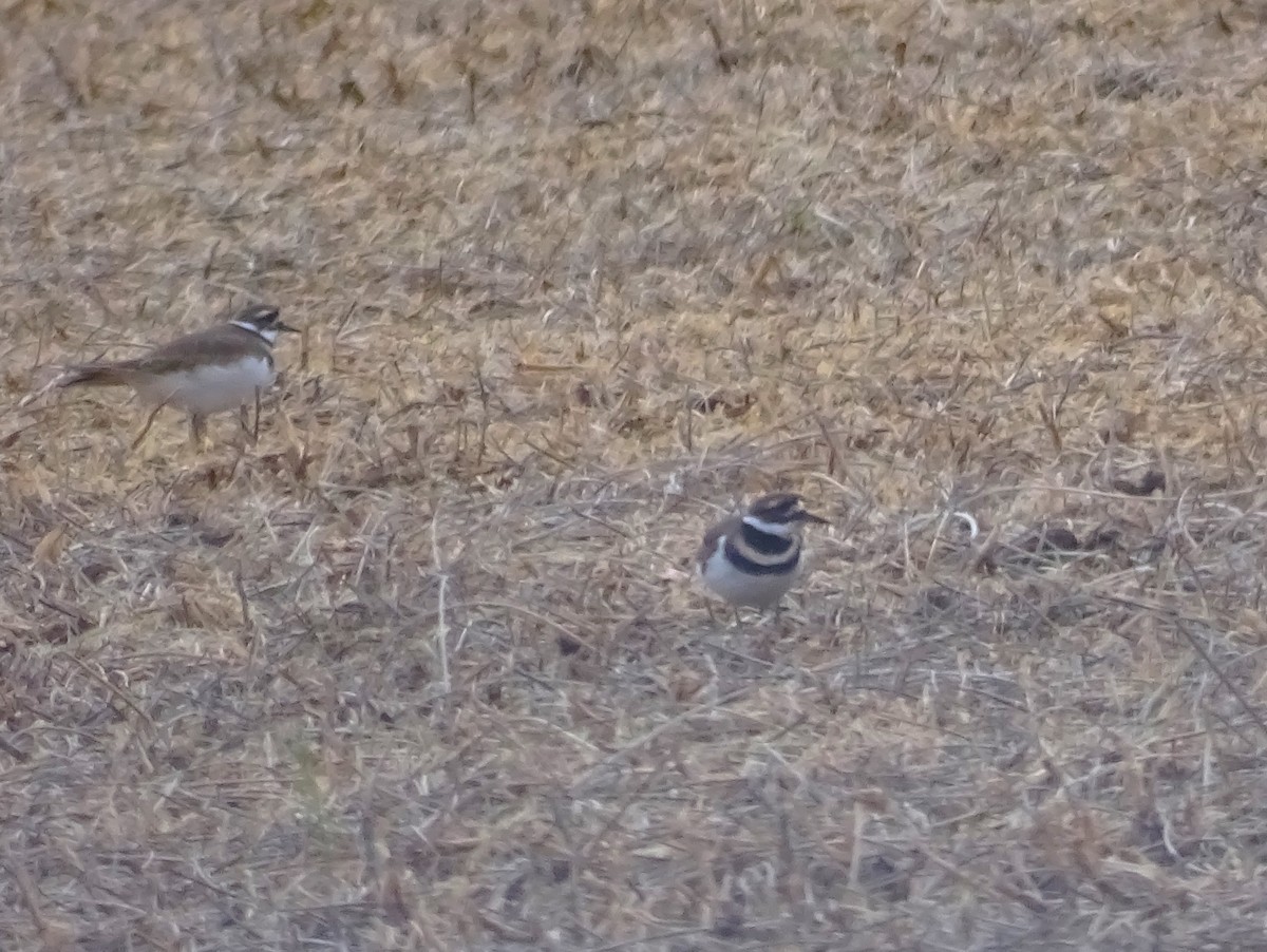 Killdeer - ML610571434