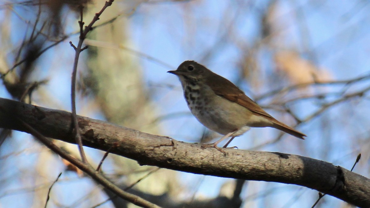 Hermit Thrush - ML610571478