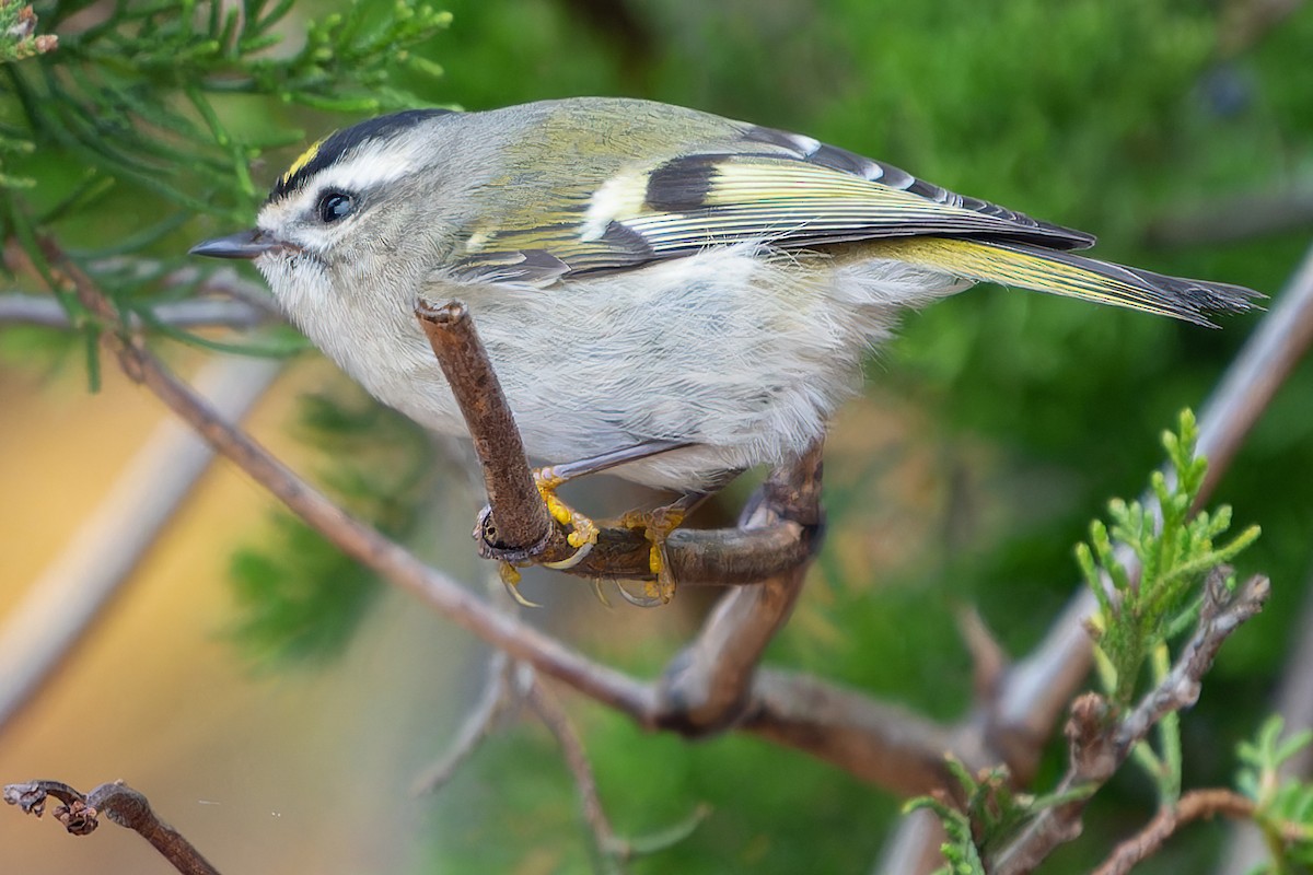 Golden-crowned Kinglet - ML610571482