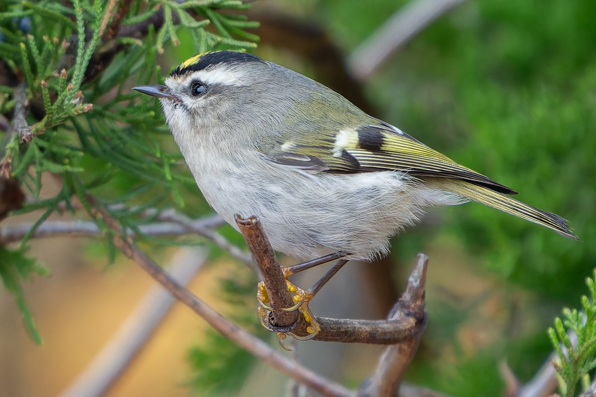 Golden-crowned Kinglet - ML610571483