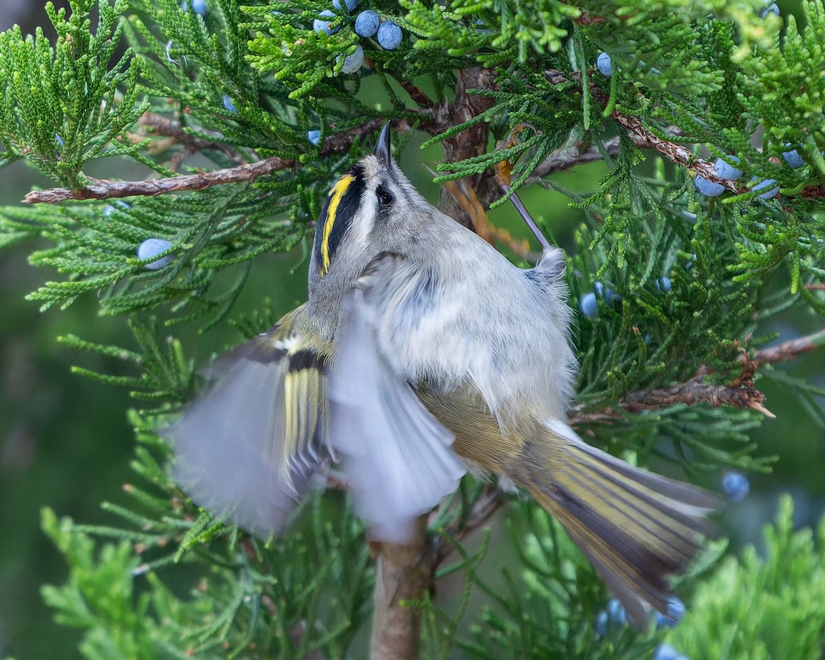 Golden-crowned Kinglet - ML610571484