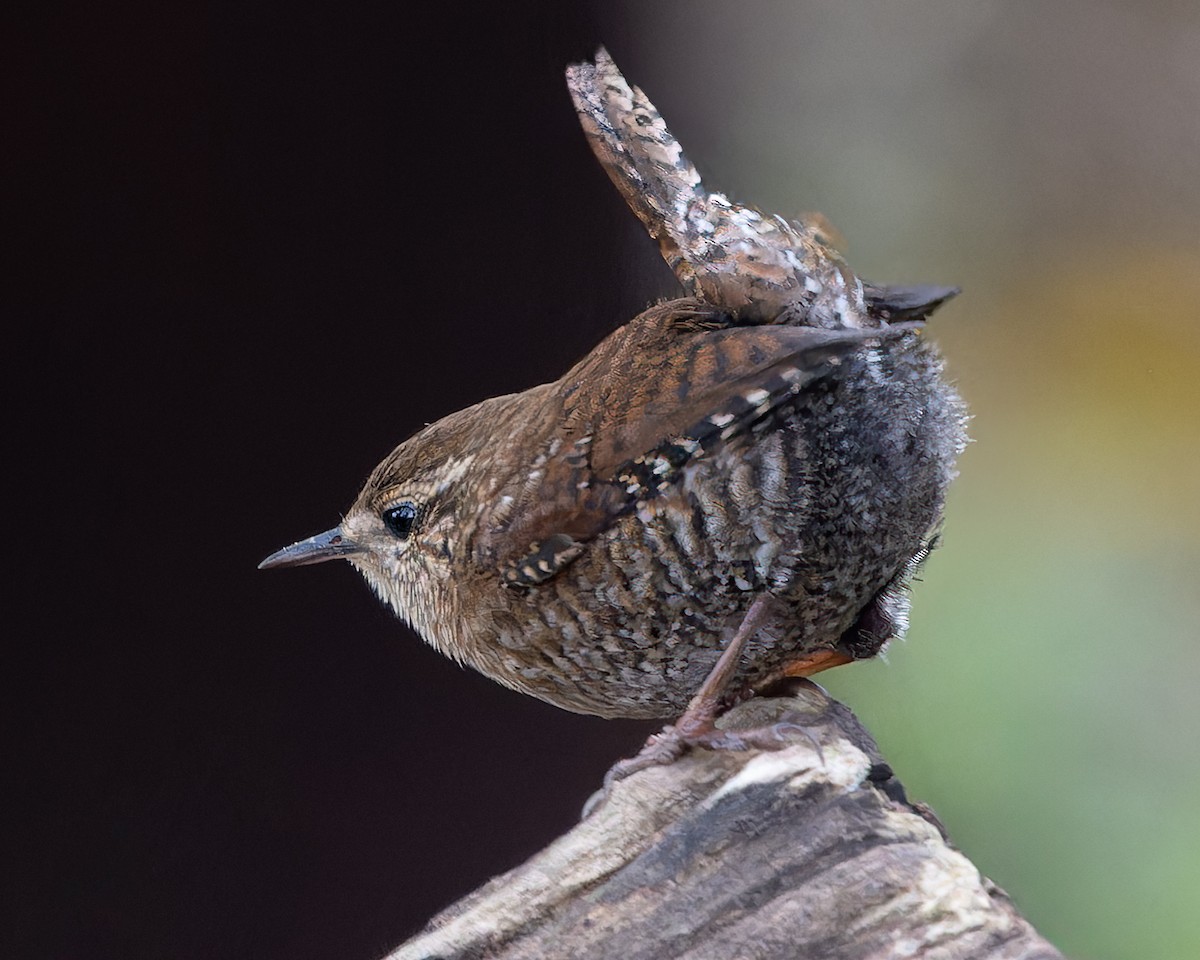 Winter Wren - Grant Price