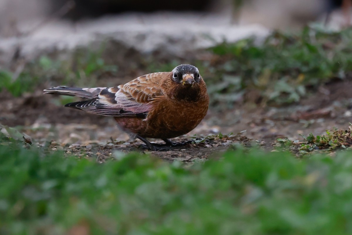 Gray-crowned Rosy-Finch - Peter Tolzmann