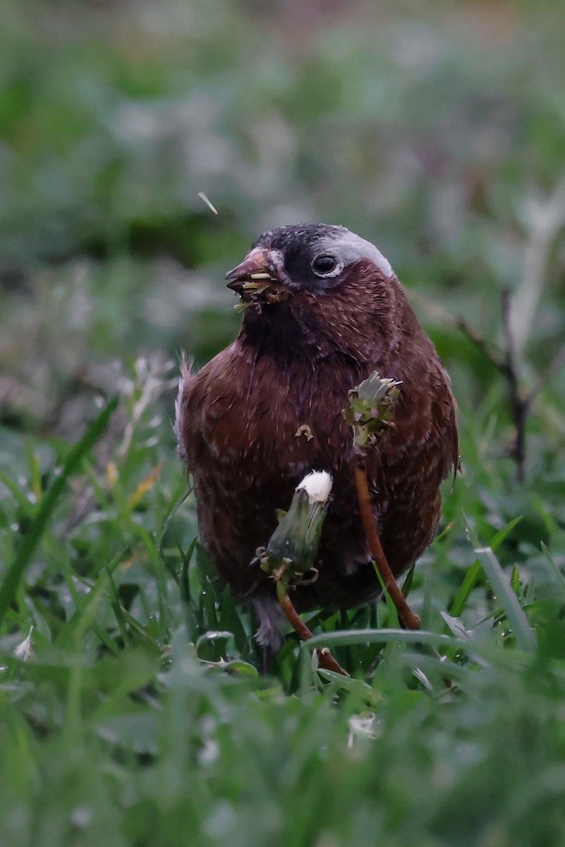 Gray-crowned Rosy-Finch - ML610571572