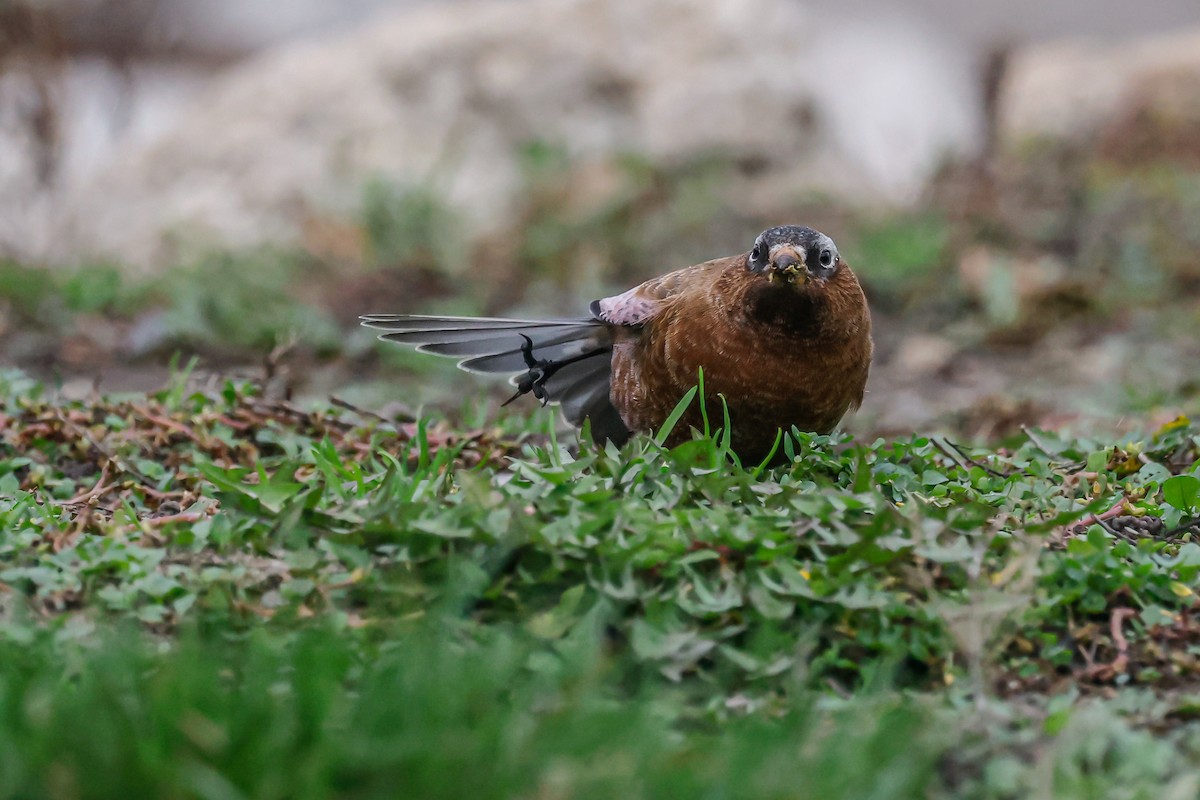 Gray-crowned Rosy-Finch - Peter Tolzmann