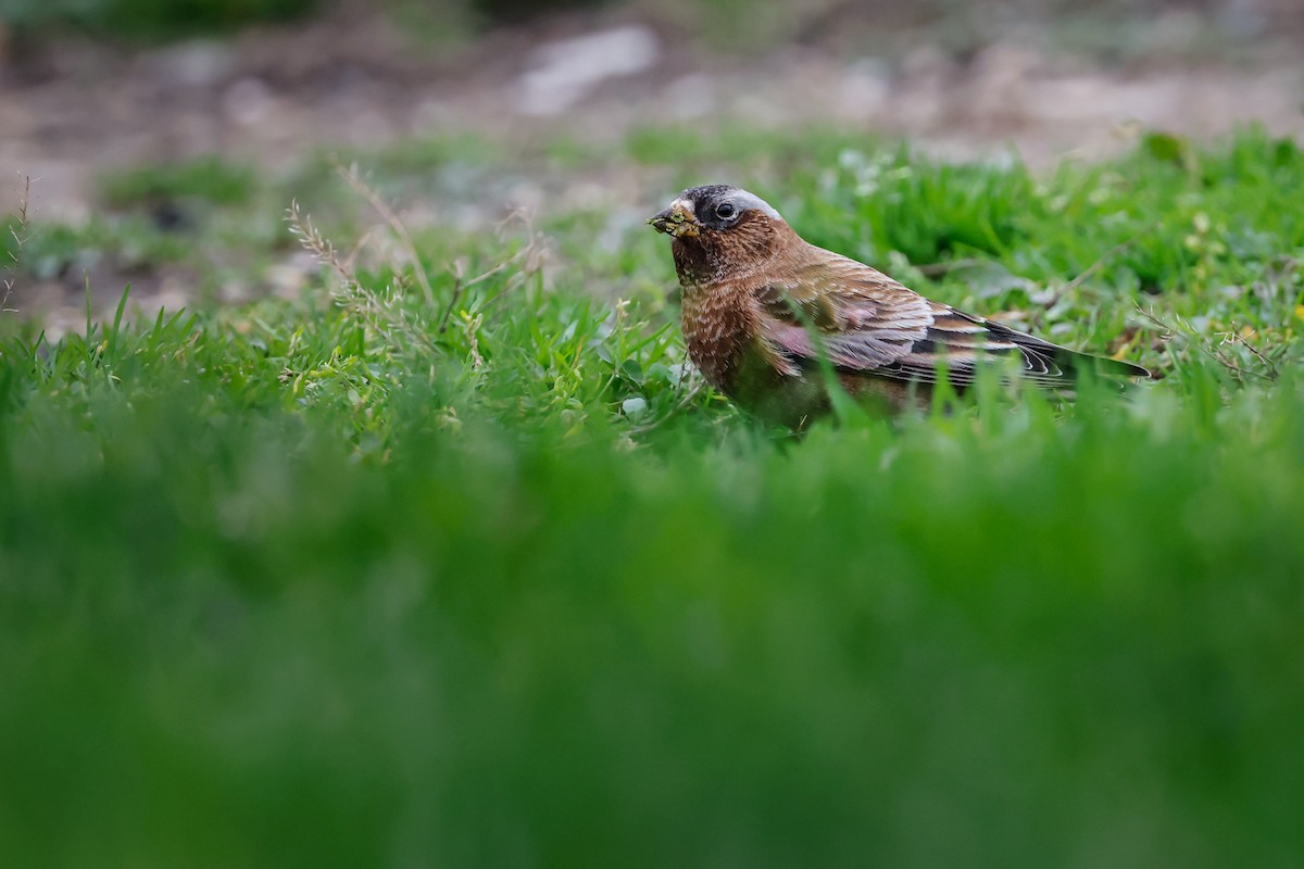 Gray-crowned Rosy-Finch - ML610571576