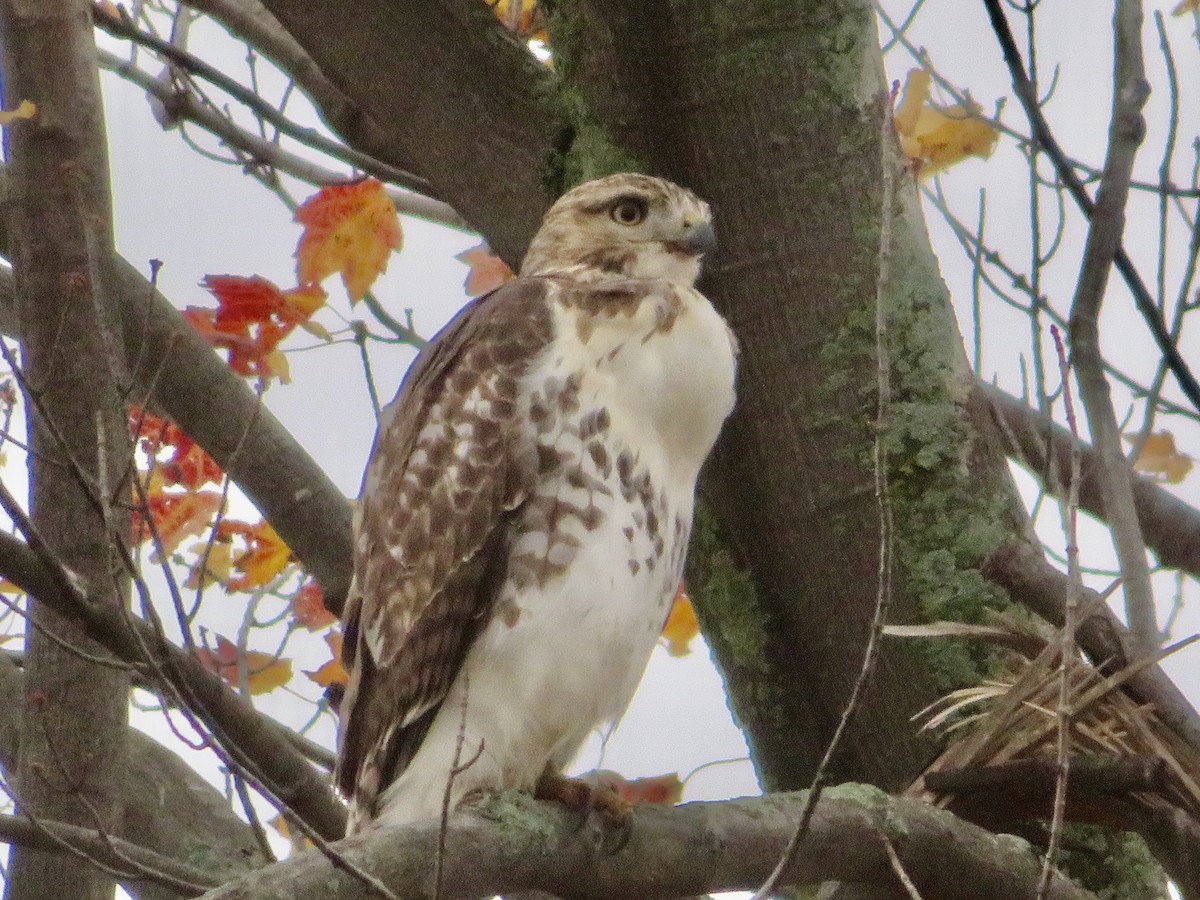 Red-tailed Hawk - ML610571603