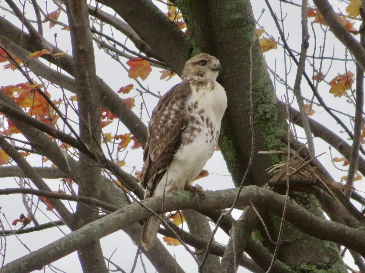 Red-tailed Hawk - ML610571606