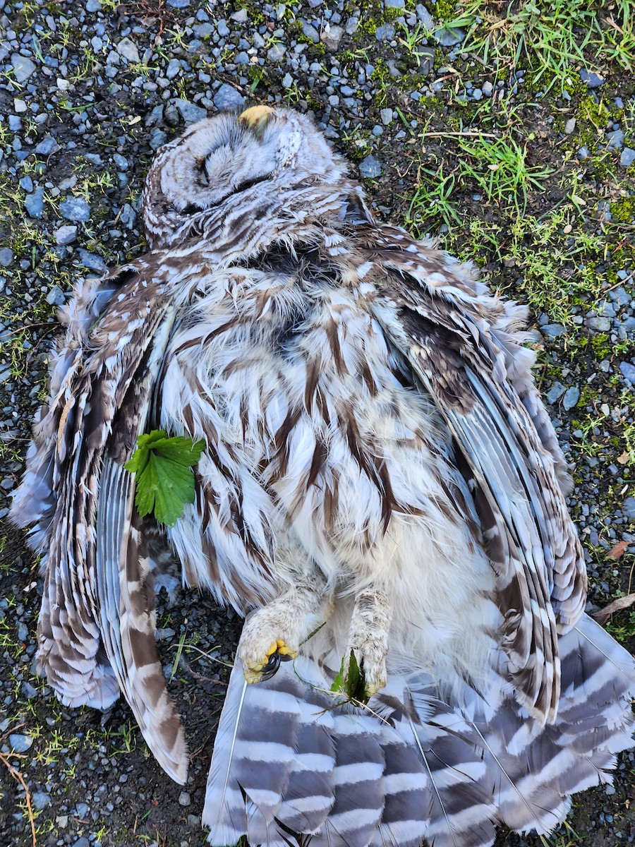 Barred Owl - ML610571607