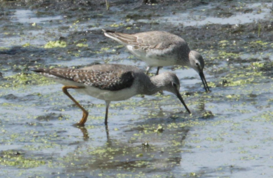 Stilt Sandpiper - ML610571615