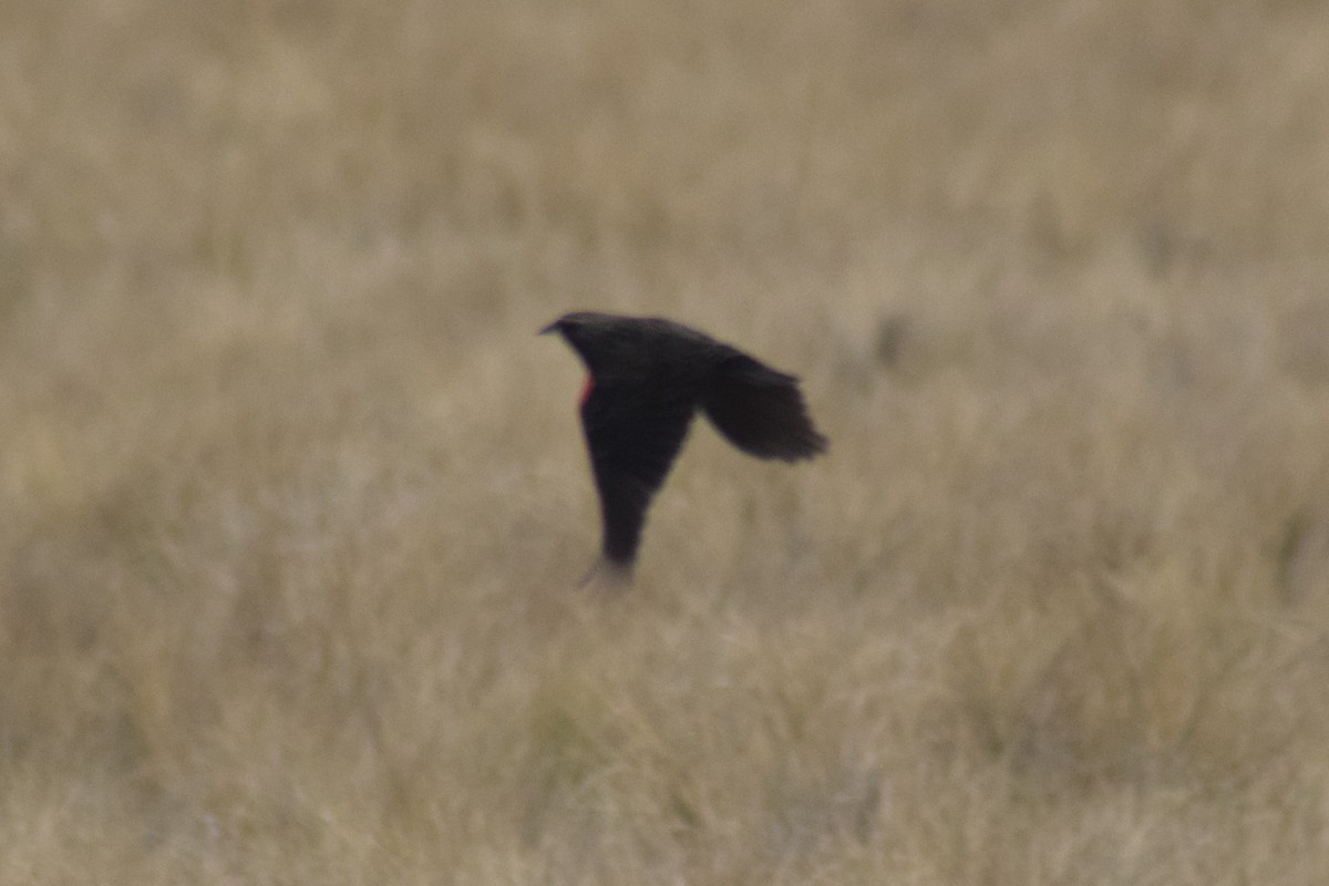 Pampas Meadowlark - Arito Morales