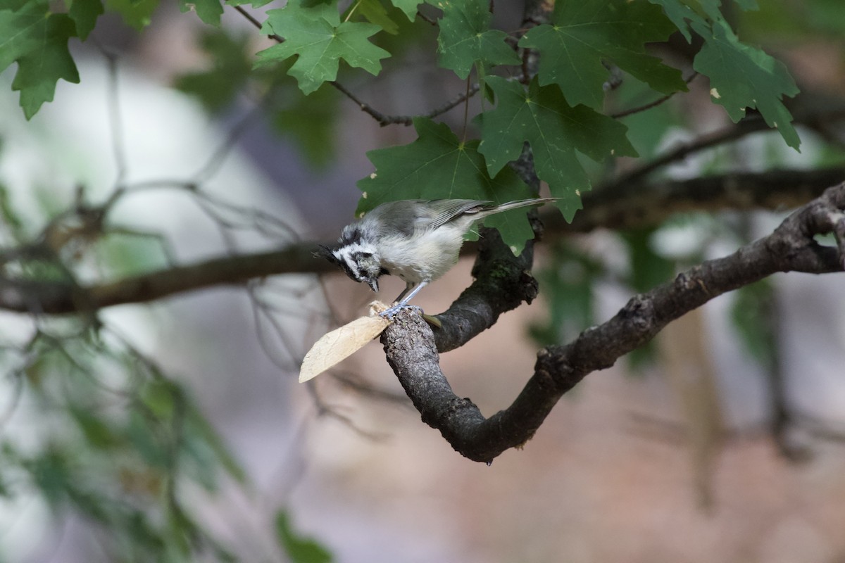 Bridled Titmouse - ML610571808